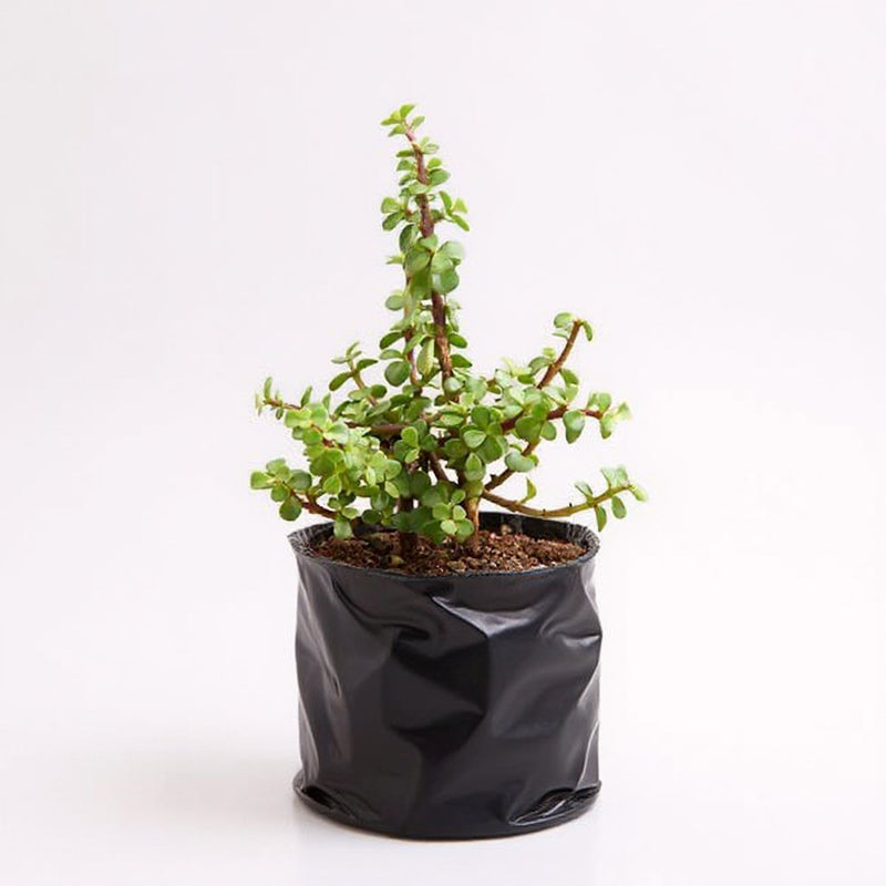 Elephant Bush Green