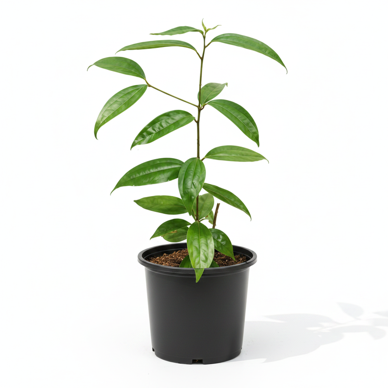 Indian Bay Leaf - 6" Pot