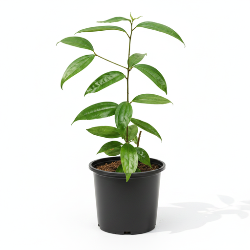 Indian Bay Leaf - 6" Pot