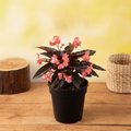 Begonia Angel Wing - 5" Pot