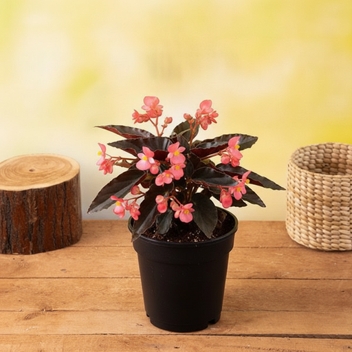 Begonia Angel Wing - 6" Pot