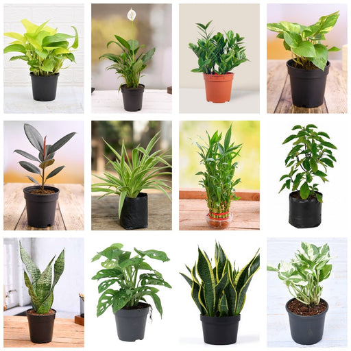 Air-Purifier Dozen - Set of 12 Air Purifying Plants for Home