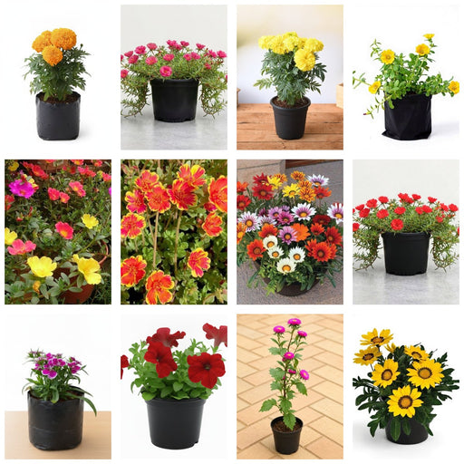 Annual Colour Garden - Set of 12 Annual Flowering Plants for Garden