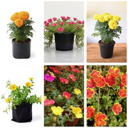 Annual Flower Bed Six - Set of 6 Annual Flowering Plants