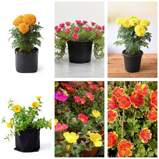 Annual Flower Bed Six - Set of 6 Annual Flowering Plants