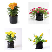 Annual Flower Bed Six - Set of 6 Annual Flowering Plants