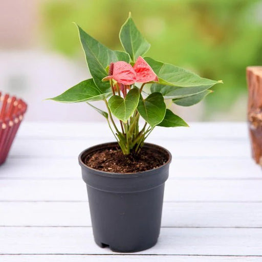 Anthurium Red - 6" Pot