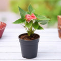 Anthurium Red - 4" Pot