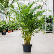 sku:PLT-ARECAPALM-P10-NA,PLT-ARECAPALM-P12-NA
