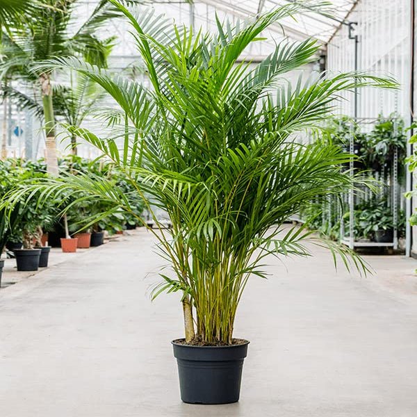Areca Palm - 12" Pot
