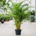 Areca Palm - 10" Pot