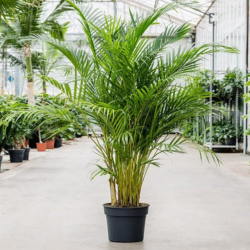 Areca Palm - 10" Pot