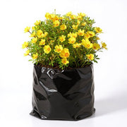 Portulaca 9 O' Clock Yellow