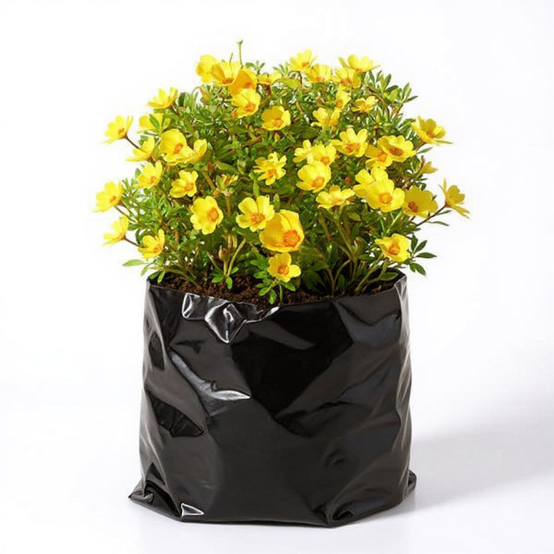Portulaca 9 O' Clock Yellow