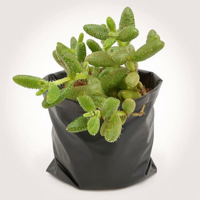 Pickle cactus