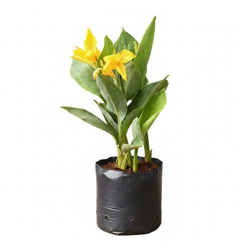 Canna Lily Yellow - 6" Grow bag