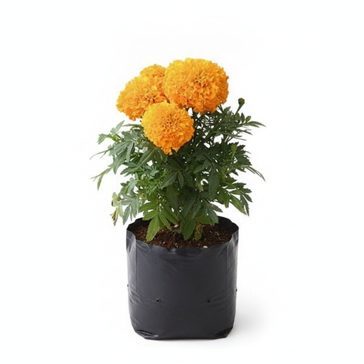 Marigold African Orange - 6" Grow bag