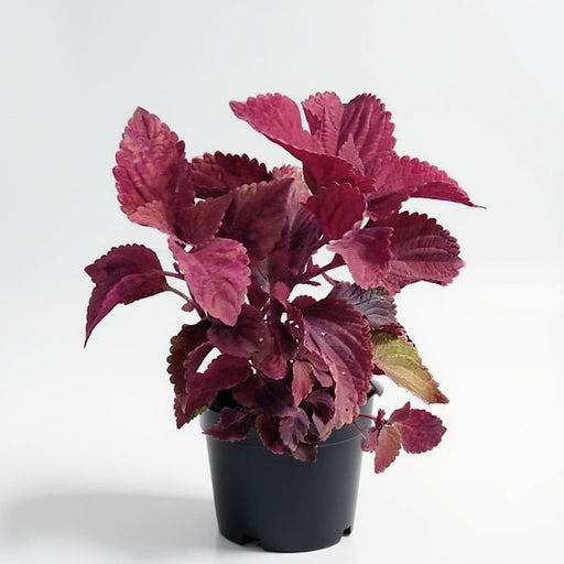 Coleus Pink - 4" Pot