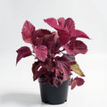 Coleus Pink - 5" Pot