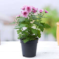 Chrysanthemum Lavender - 5" Pot