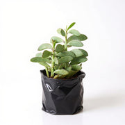 Senecio crassissimus - Succulent