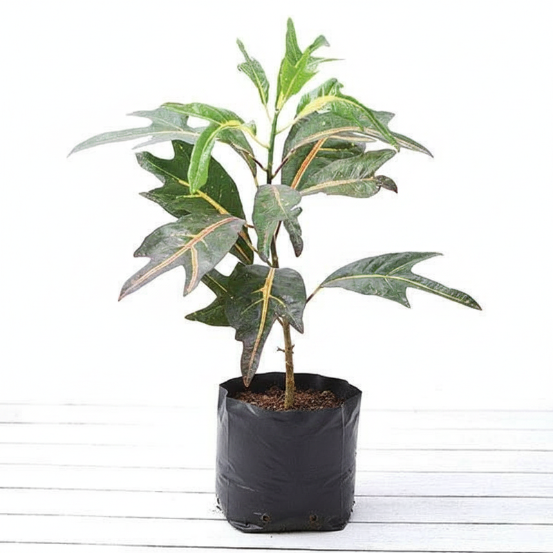 Croton Duck Foot - 10" Grow bag