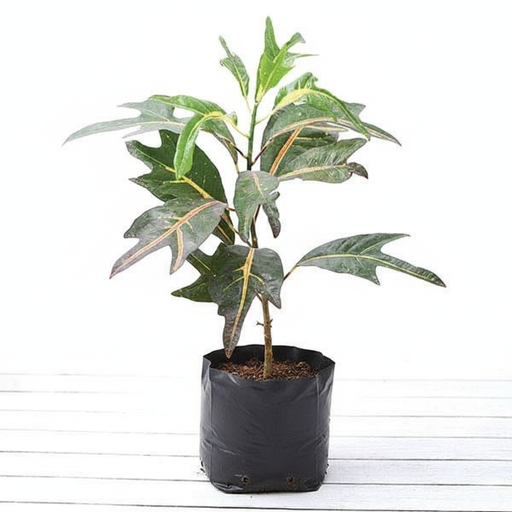 Croton Duck Foot - 10" Grow bag