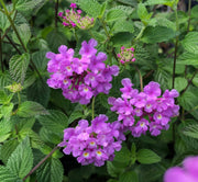 Lantana Mixed - 10" Grow bag