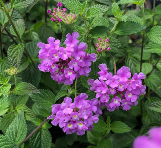 Lantana Lavender - 5" Pot