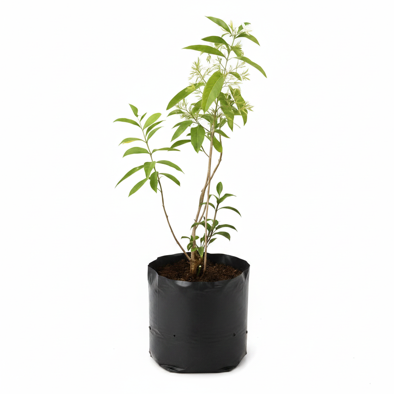 Night Jasmine - 10" Grow bag