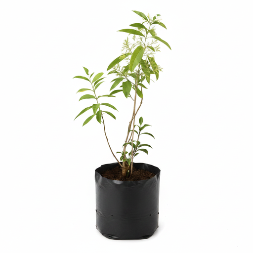 Night Jasmine - 10" Grow bag