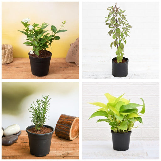 Balcony Four - Set of 4 Balcony Garden Plants