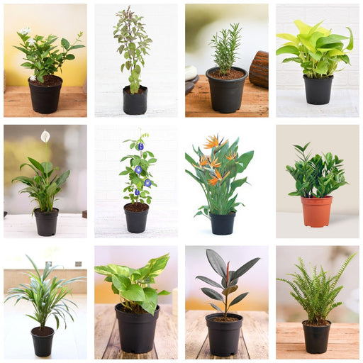 Balcony Garden in a Box - Set of 12 Balcony Garden Plants