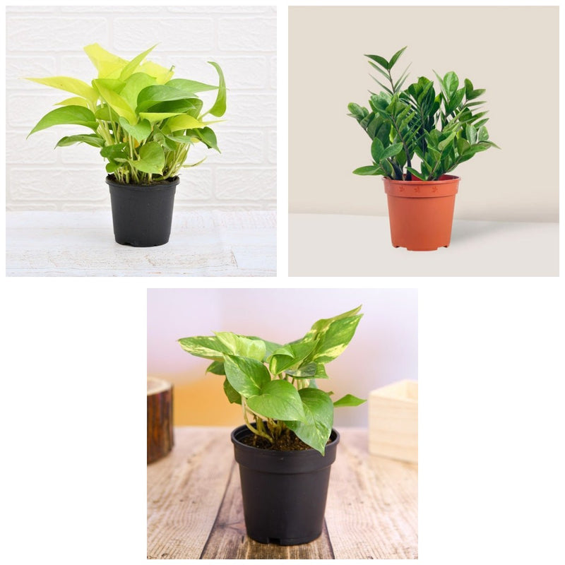Bathroom Three - Set of 3 Low Light Bathroom Plants