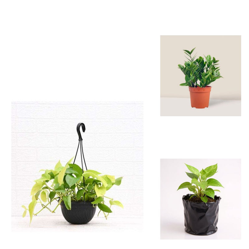Bathroom Three - Set of 3 Low Light Bathroom Plants