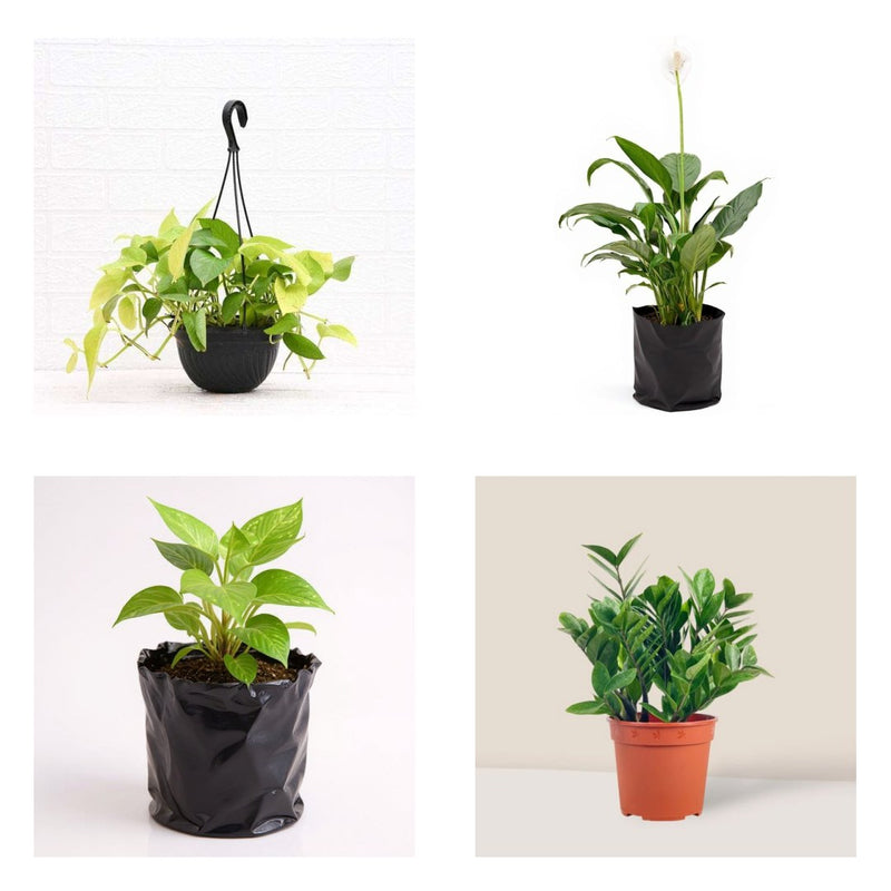 Bedroom Six - Set of 6 Oxygen Plants for Bedroom