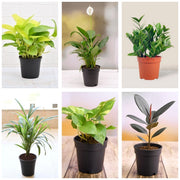 Bedroom Six - Set of 6 Oxygen Plants for Bedroom
