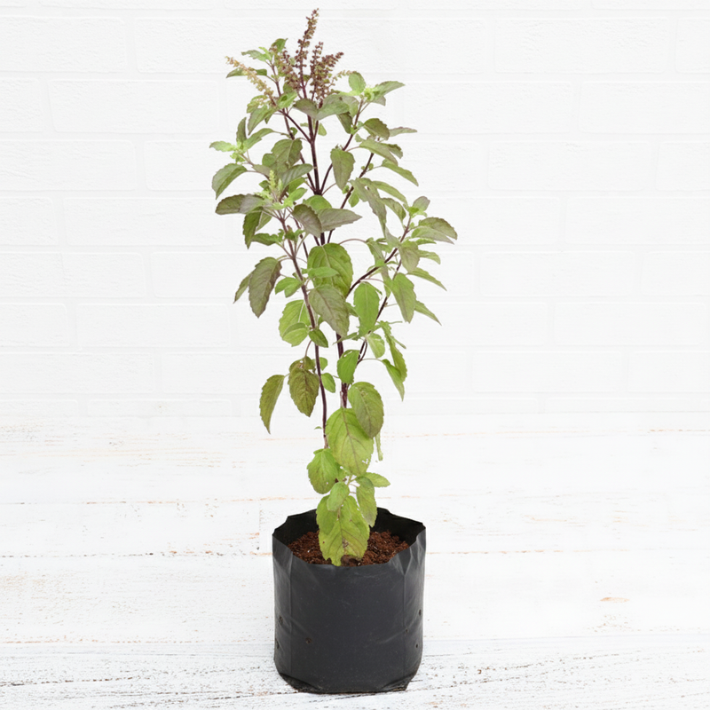 Holy Basil - 6" Grow bag