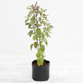 Holy Basil - 10" Grow bag