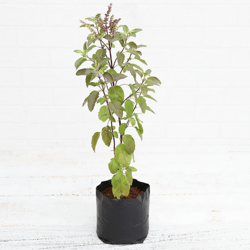 Holy Basil - 10" Grow bag