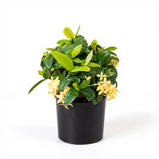 Ixora Dwarf Yellow - 6" Pot