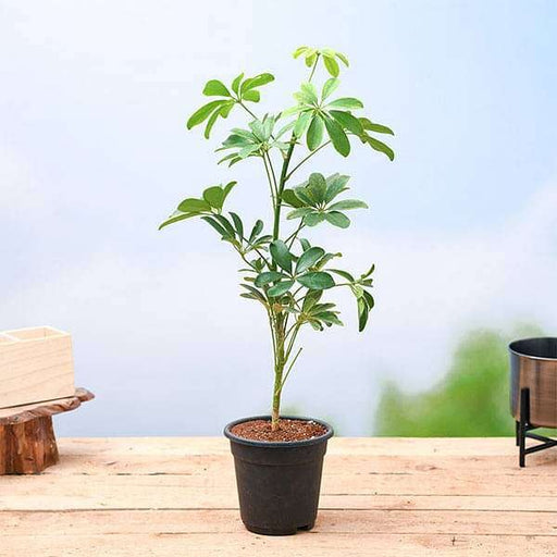 Schefflera Green - 5" Pot