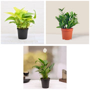 Breathe Easy Three - Set of 3 Air Purifying Indoor Plants