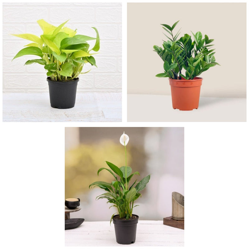 Breathe Easy Three - Set of 3 Air Purifying Indoor Plants