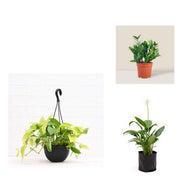Breathe Easy Three - Set of 3 Air Purifying Indoor Plants