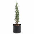 Cypress - 6" Grow bag