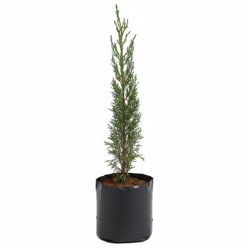Cypress - 6" Grow bag