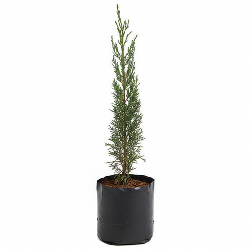 Cypress - 6" Grow bag