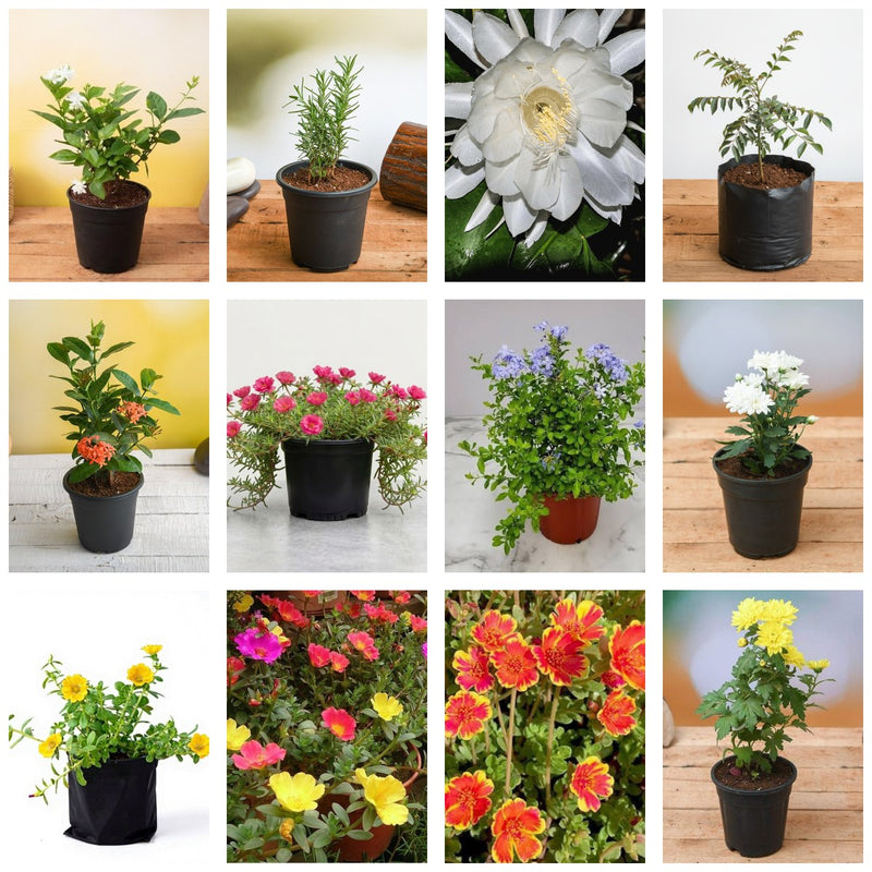 Butterfly Garden Dozen - Set of 12 Butterfly Garden Plants