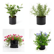 Butterfly Garden Dozen - Set of 12 Butterfly Garden Plants